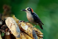 Datel cernolici - Melanerpes pucherani - Black-cheeked Woodpecker o4779